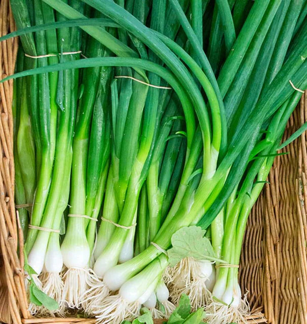 Onions - Eiffel