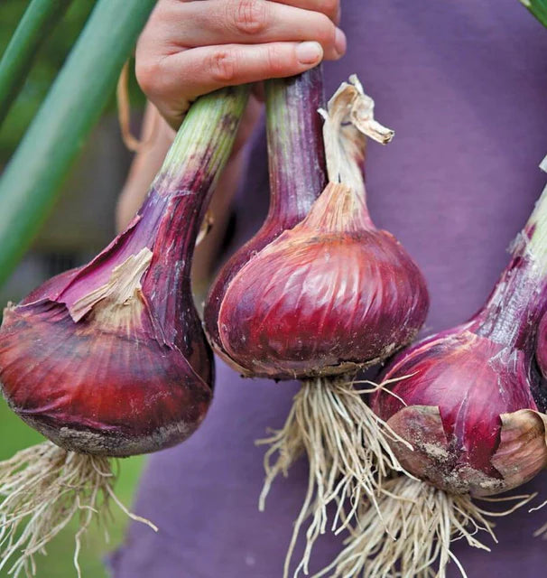 Onions - Redwing  (Coated)