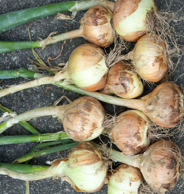 Onion Walla Walla Sweet