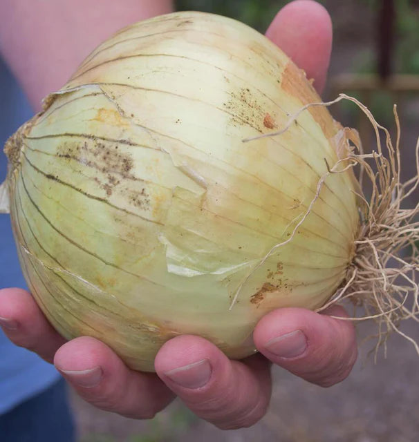 Onions - Ailsa Craig
