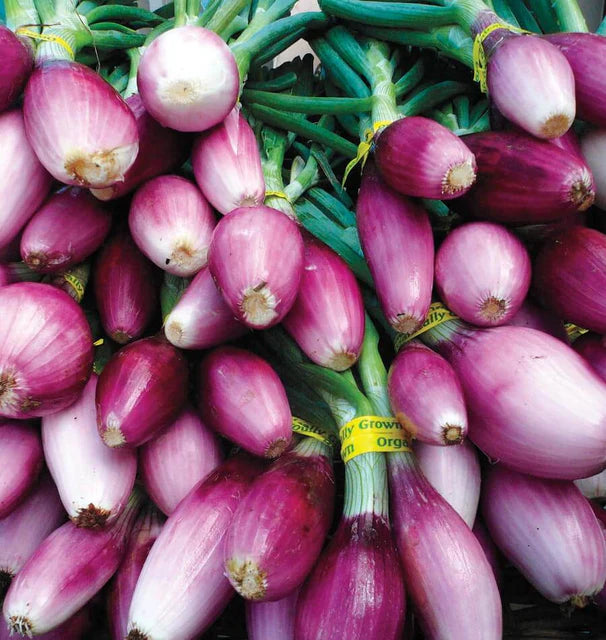 Onions - Apache
