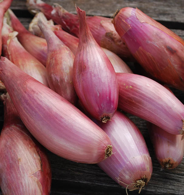Onions - Zebrune