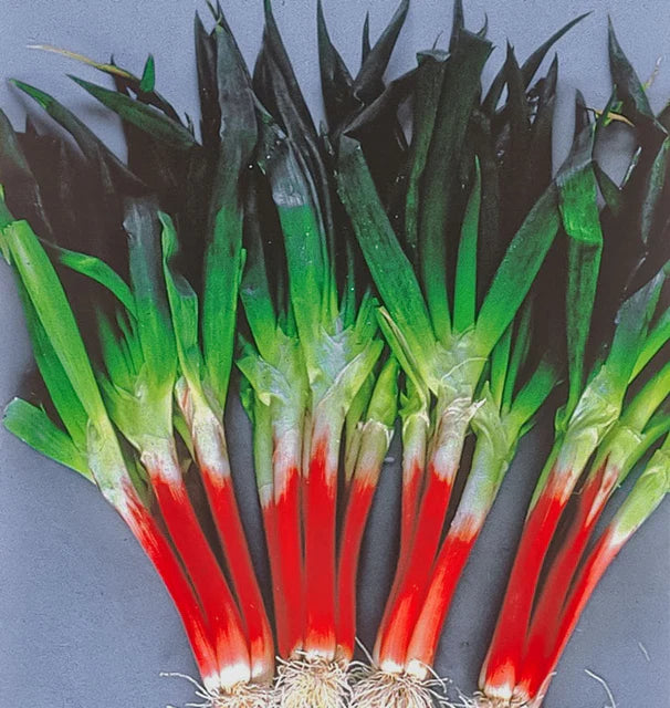 Onions - Red Beard