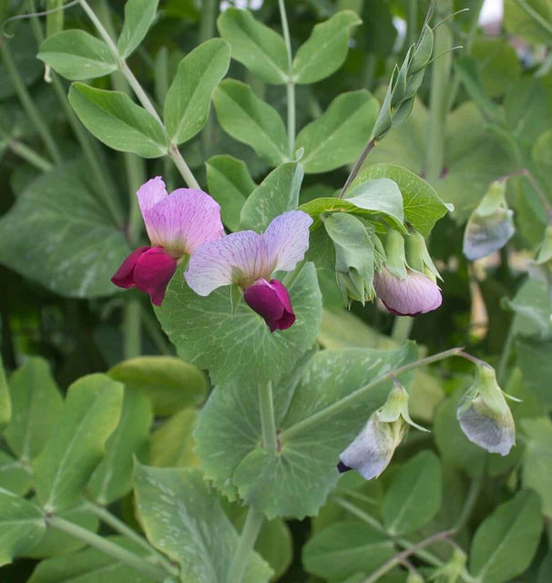 Peas - Dwarf Grey Sugar