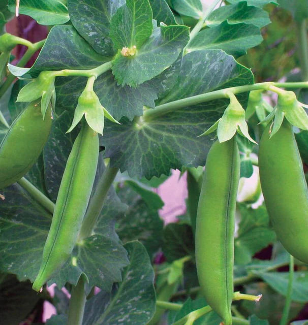 Peas - Little Marvel