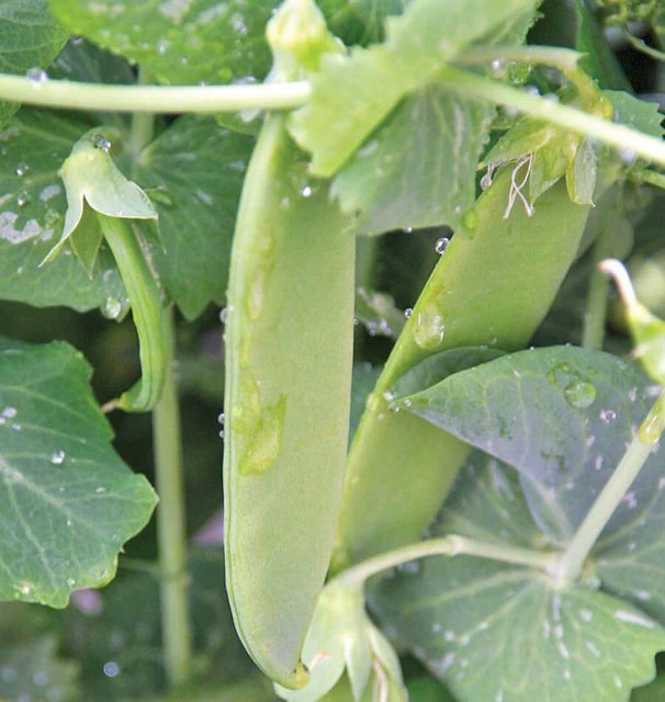 Peas - Oregon Giant
