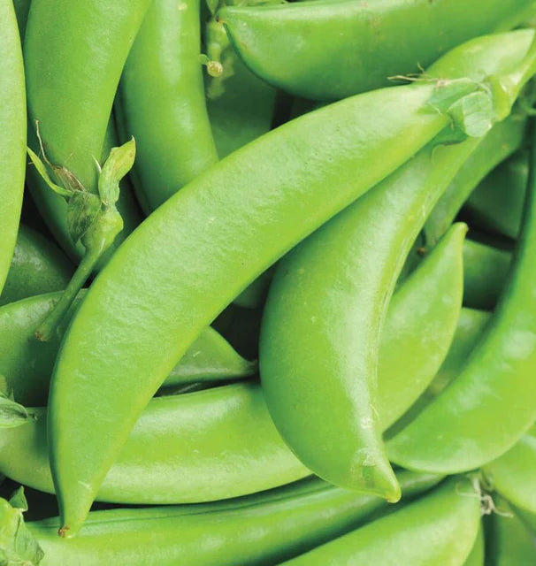 Peas - Sugar Ann Sweet Snap