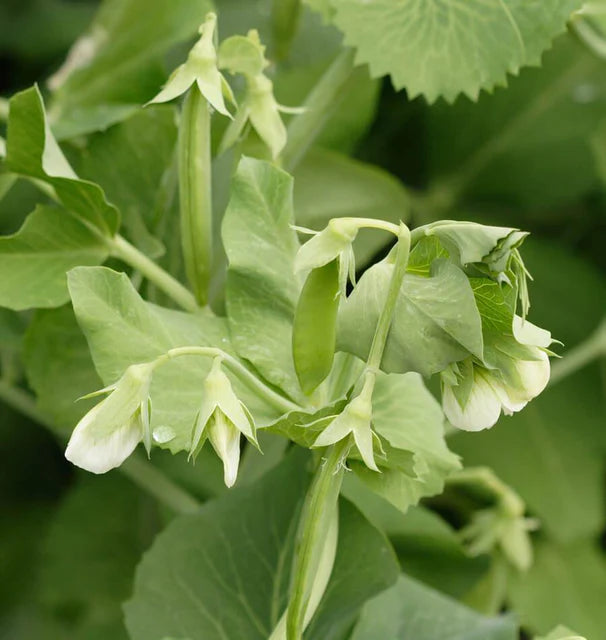 Peas - Cascadia
