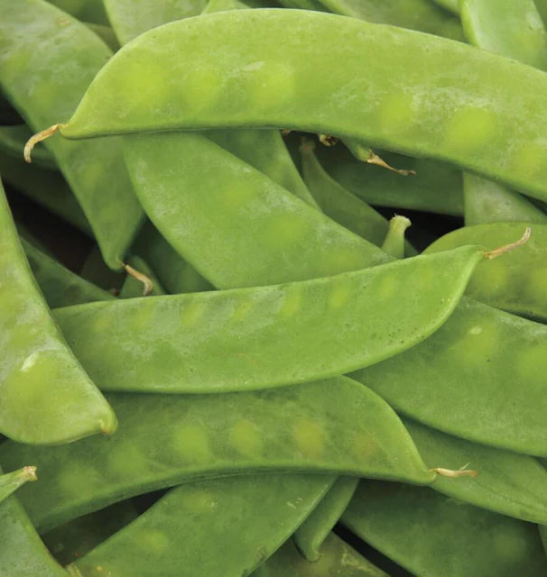 Peas - Mammoth Melting Sugar