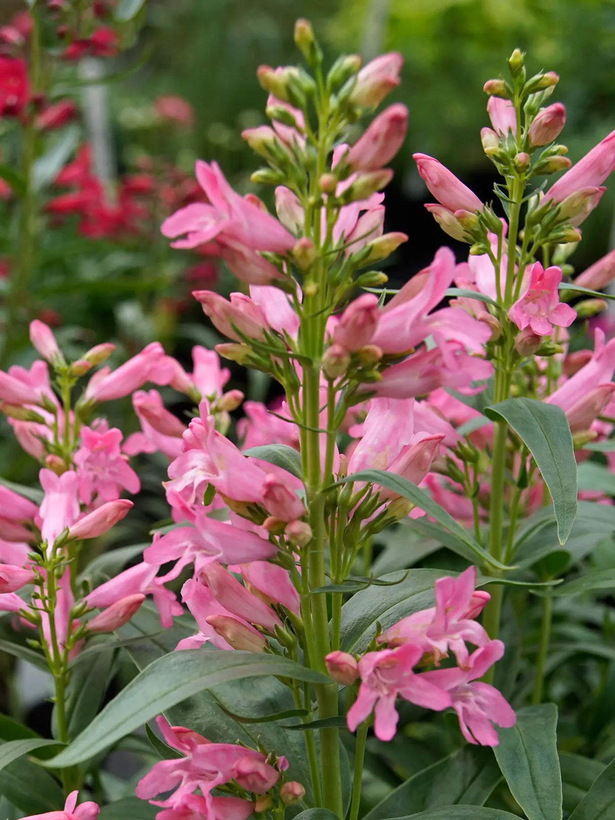 Penstemon 'Rock Candy Light Pink'