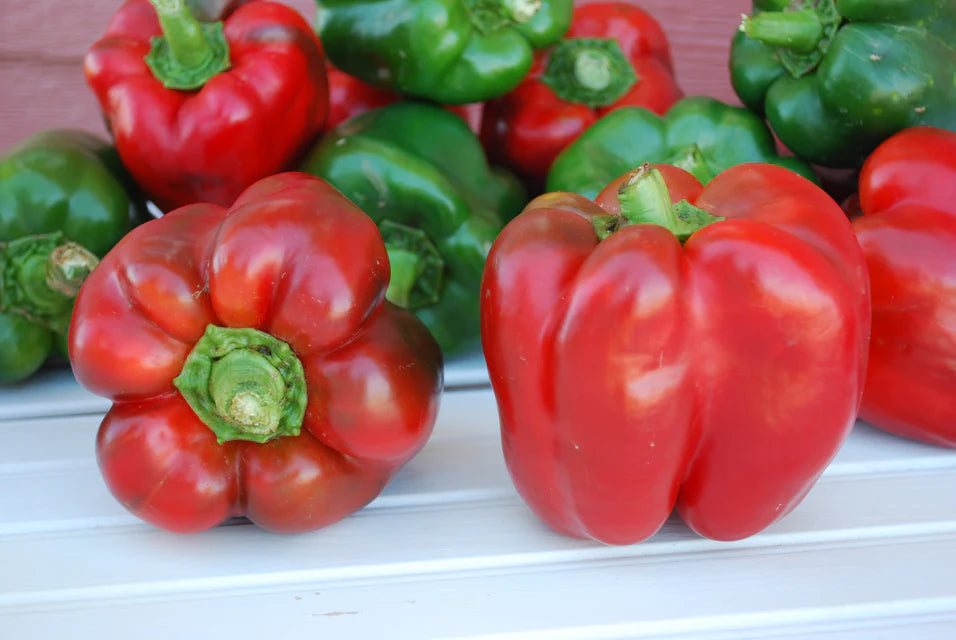 Peppers - King of the North Certified Organic