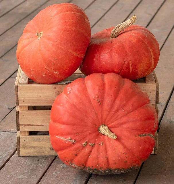 Pumpkins - Rouge Vif D'Etampes