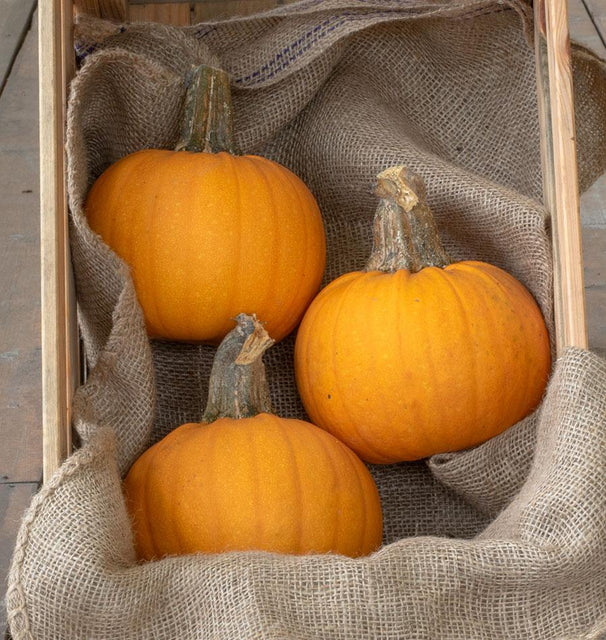 Pumpkins - Naked Bear F1 Pumpkin