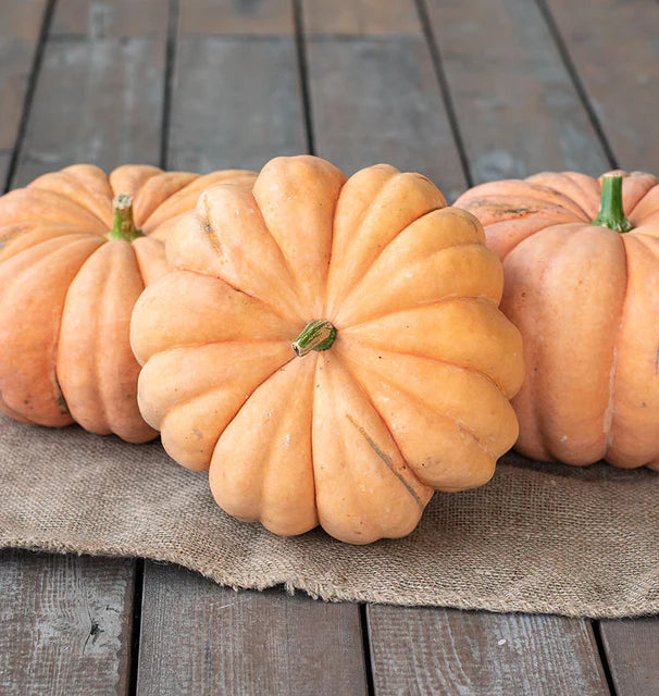 Pumpkins - Moranga