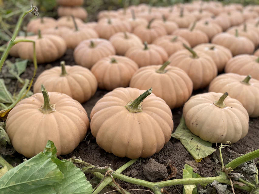 Pumpkin - Spellcast F1