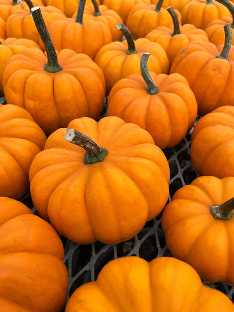 Pumpkin - Orangita