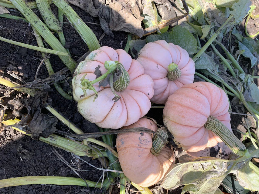Pumpkin - Porcelain Princess