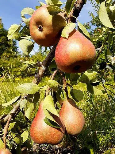 Pear - Pyrus communis 'Rescue'