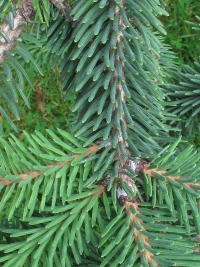 Picea likiagensis 'Purpurea'