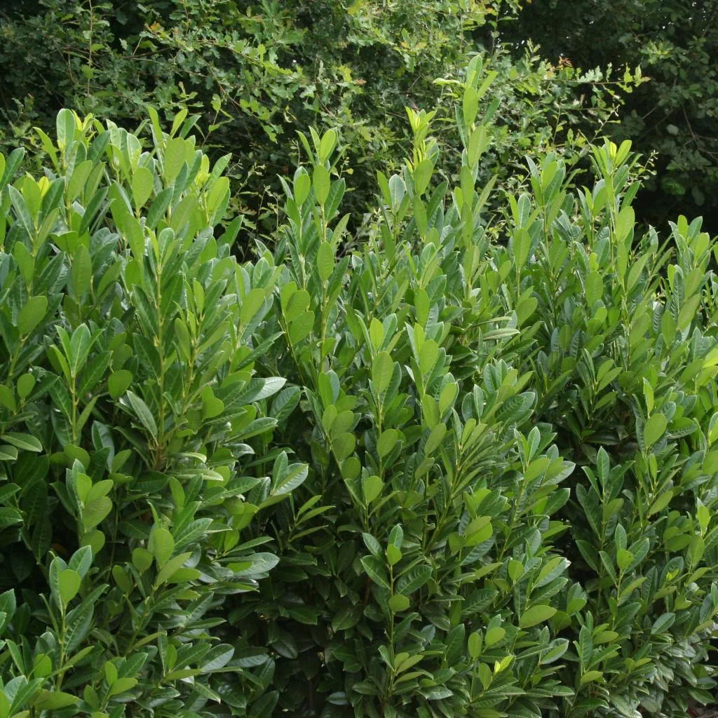 Prunus laurocerasus 'Greentorch'