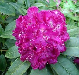 Rhododendron 'Purple Lace'
