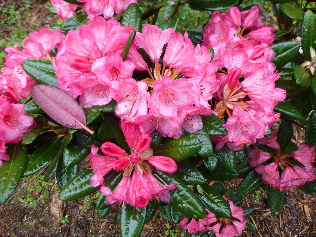 Rhododendron 'Wine & Roses'