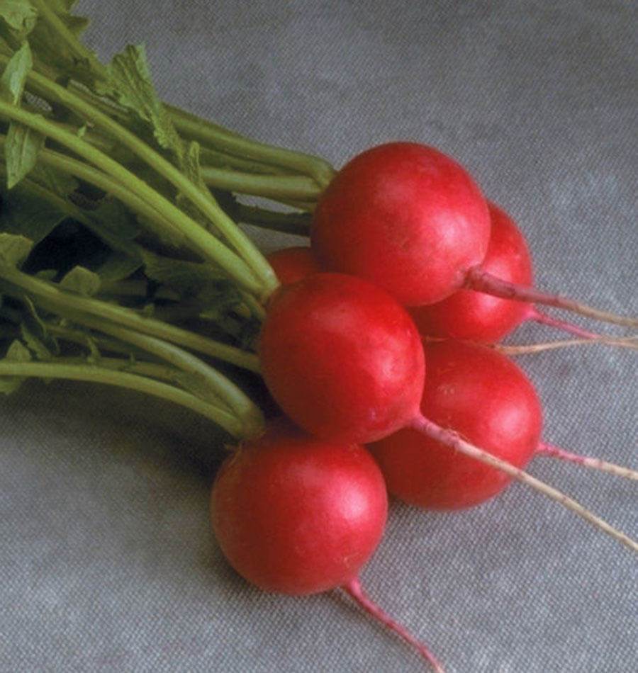 Radishes - Cherriette