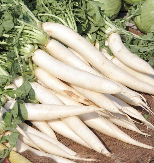 Radishes - Minowase Summer Cross
