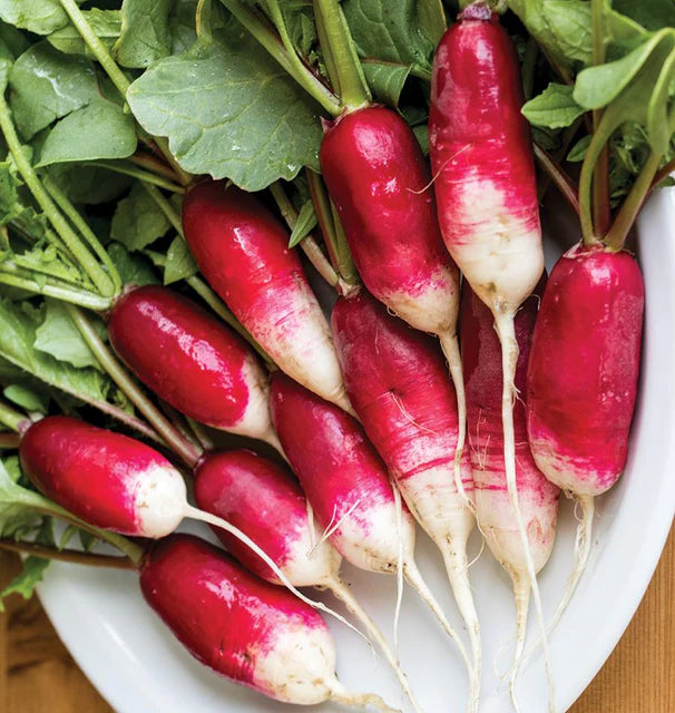 Radishes - French Breakfast