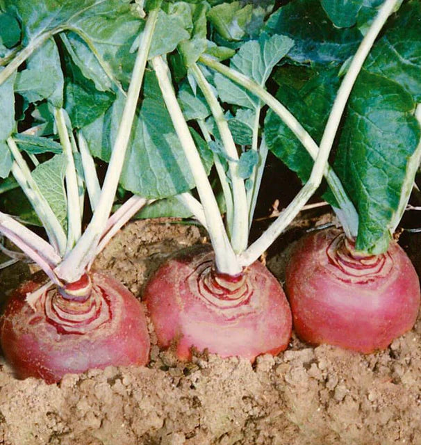 Rutabagas - Helenor  Certified Organic