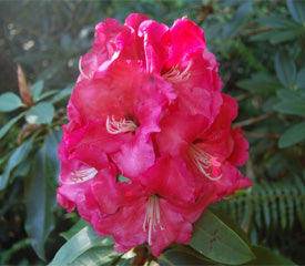 Rhododendron 'Red Walloper'