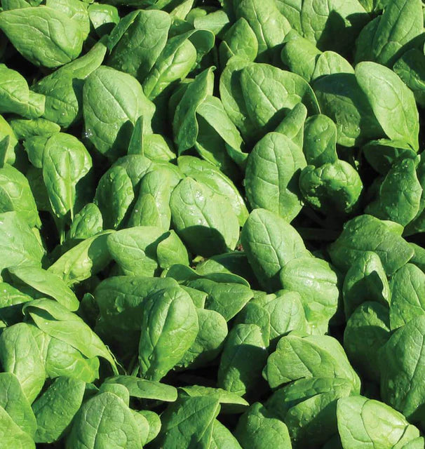 Spinach - Renegade - Certified Organic