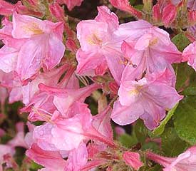 Azalea viscosa 'Rosata'