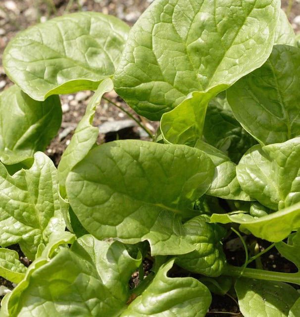 Spinach - Space