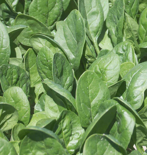 Spinach - Seaside