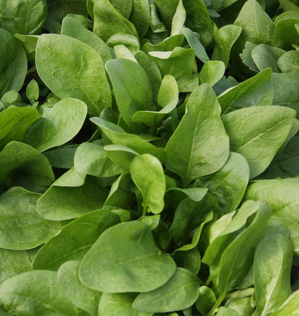 Spinach - Giant Winter Certified Organic