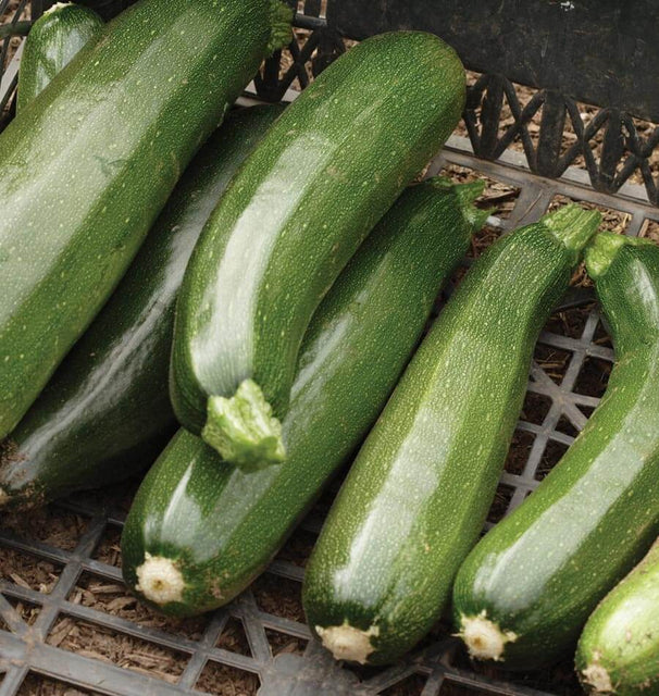 Squash - Black Beauty