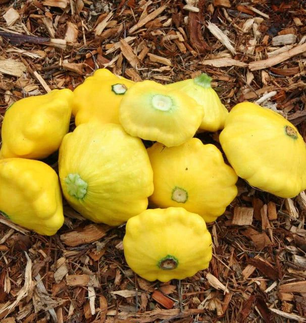 Squash - Sunburst