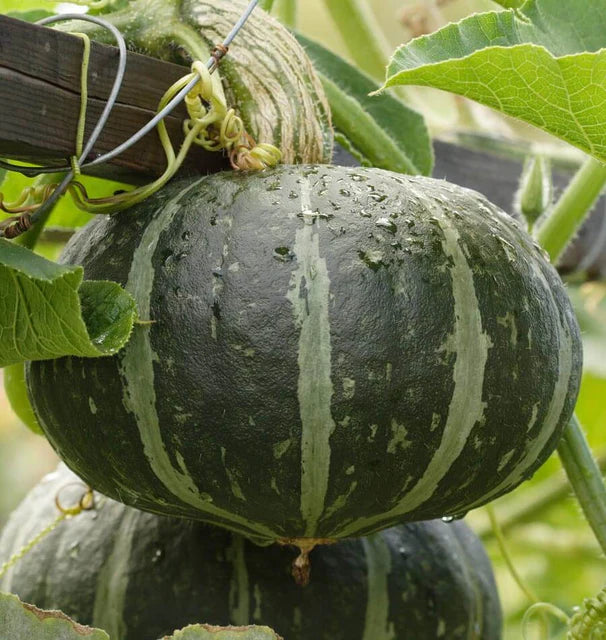 Squash - Kabocha First Taste