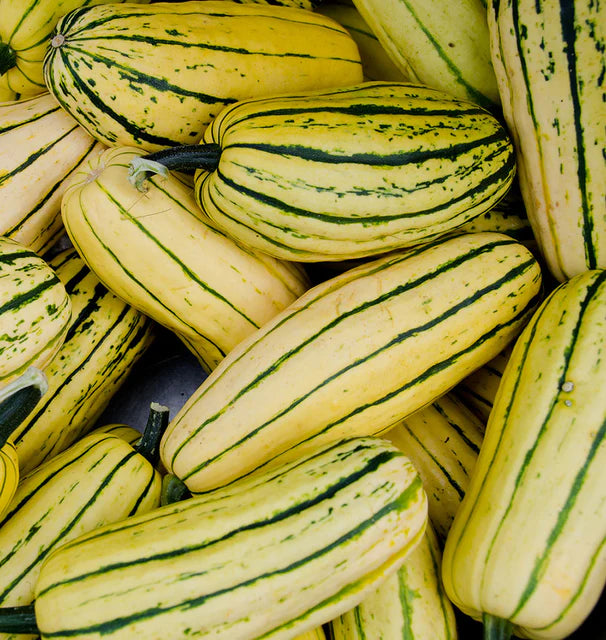 Squash - Honey Boat - Certified Organic