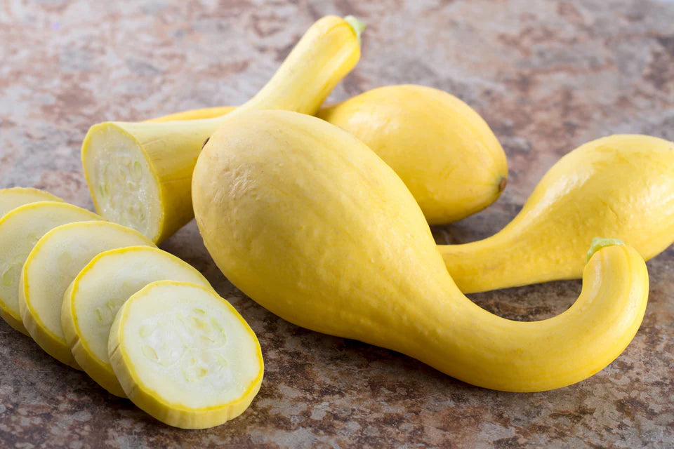 Squash - Golden Summer Crookneck