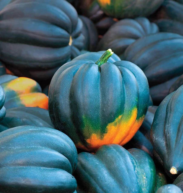 Squash - Table Queen