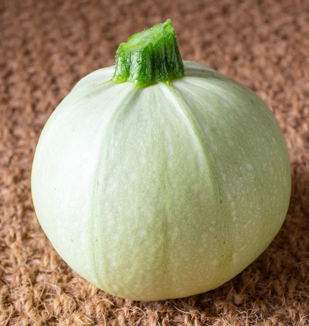 Squash - Cue Ball