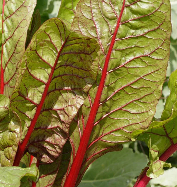 Swiss Chard - Rhubarb