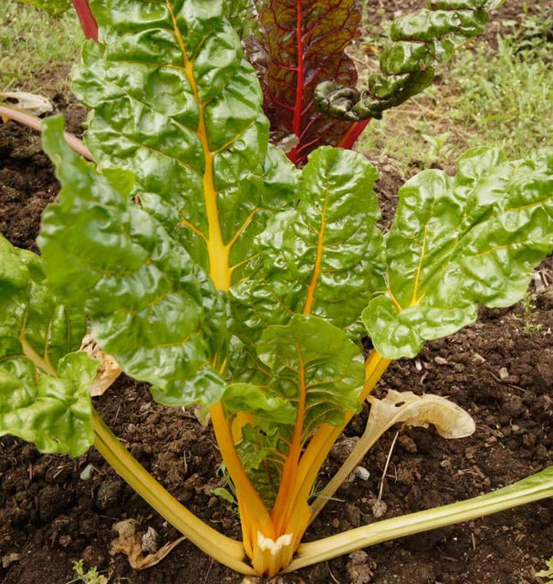 Swiss Chard - Canary Yellow
