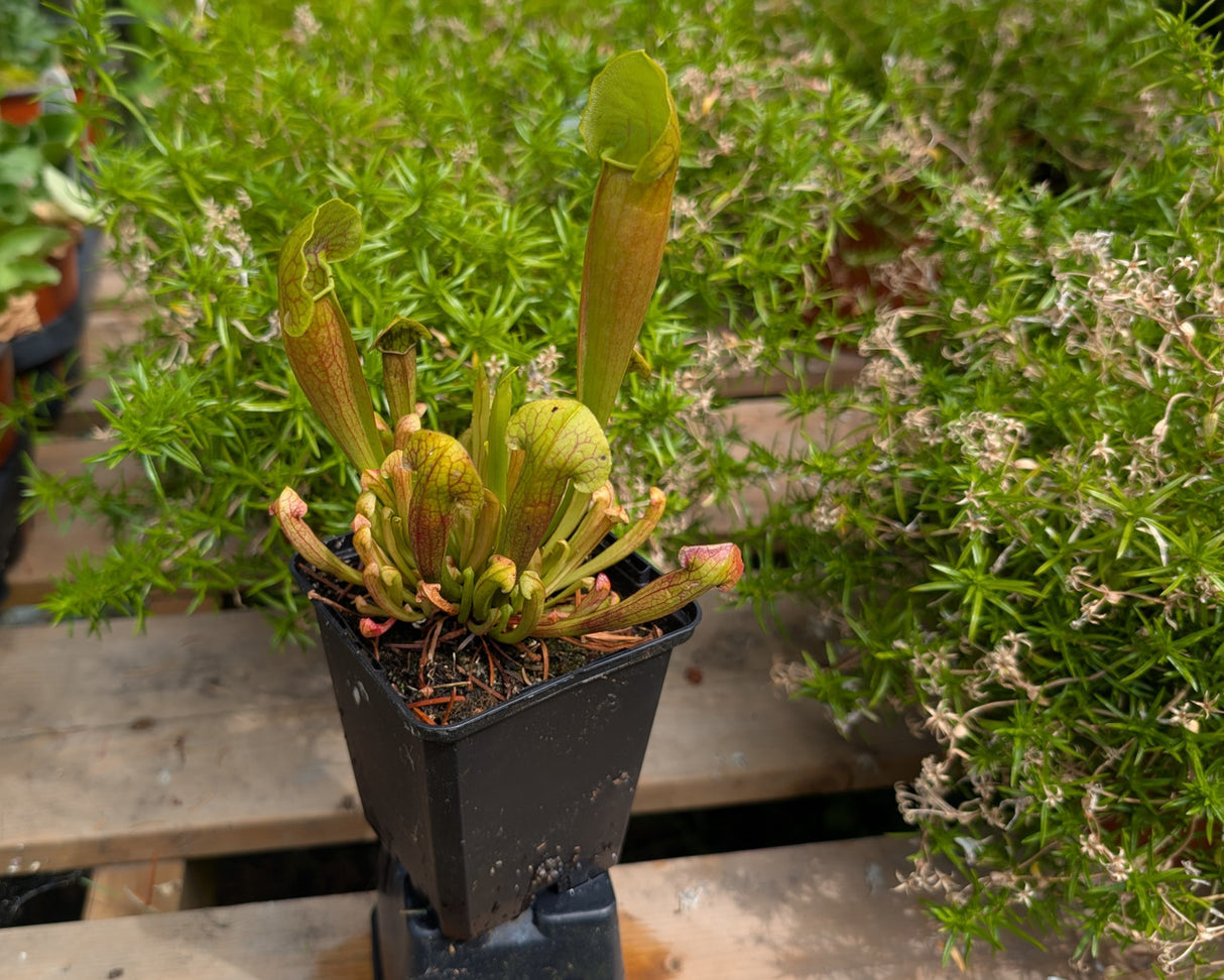 Sarracenia 'Barba Green'