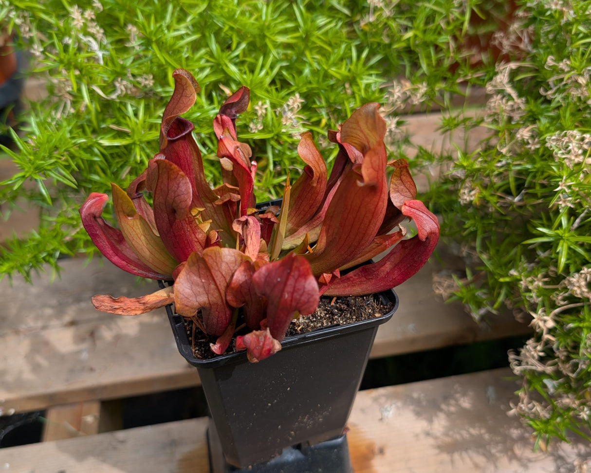 Sarracenia 'Maroon'
