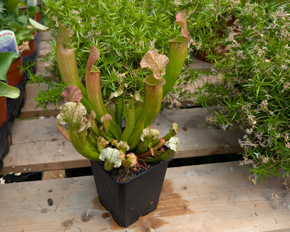 Sarracenia 'Velvet'