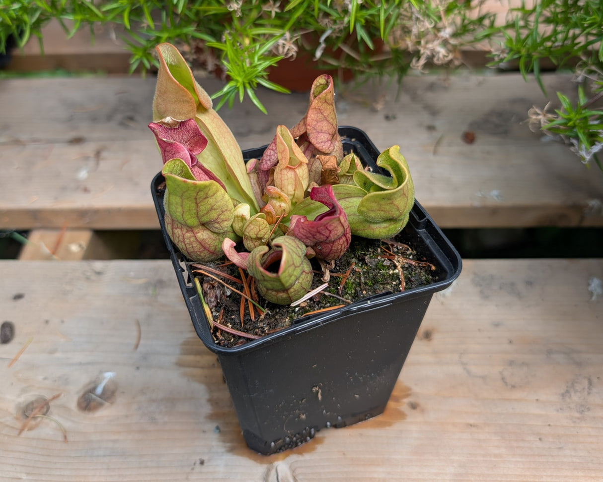 Sarracenia purpurea 'Venosa'