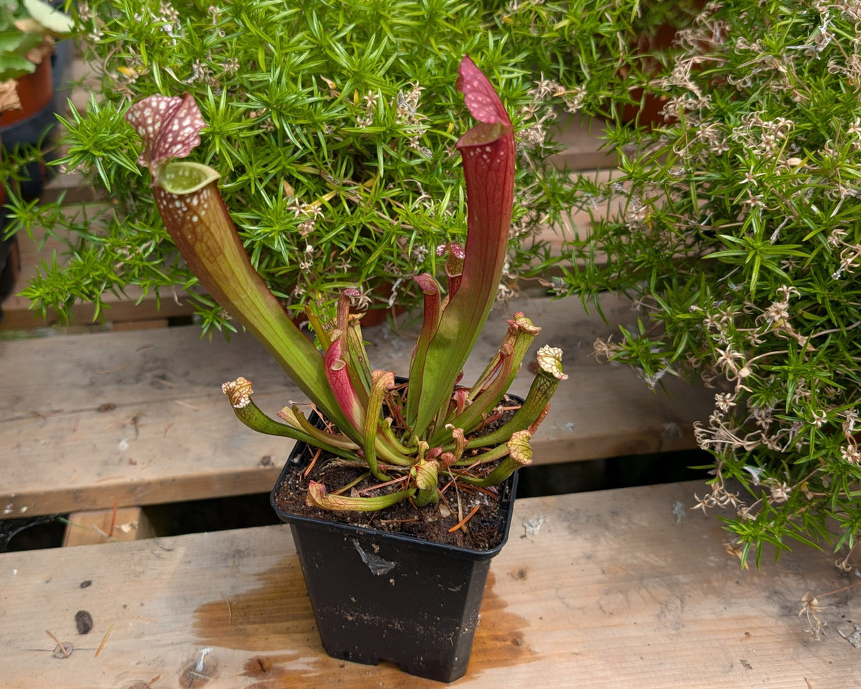 Sarracenia x 'Farnhamii'